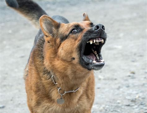  Finally, these dogs are rarely aggressive, although they may display protective behavior if they feel that you or your home are being threatened